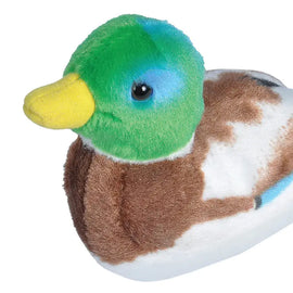 Mallard Duck