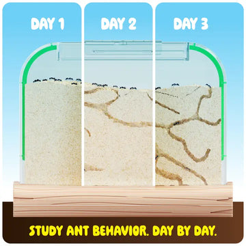 Ant Farm Kit - 0
